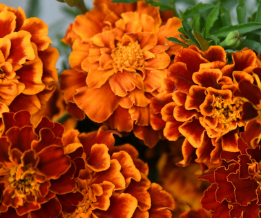 100x Edible Queen Sophia Marigolds – Rich Color with a Citrus-Pepper Zing