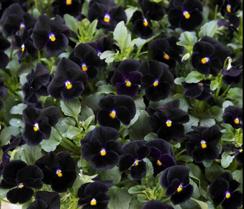 100x Edible Black Violas – Elegant Blooms with a Subtle, Sweet Earthiness
