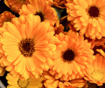 100x Edible Calendula – Golden Petals with a Peppery Twist