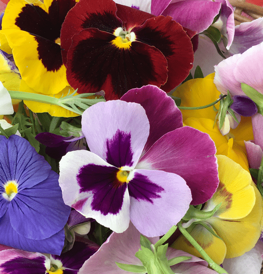 100x Edible Pansies – Vibrant & Flavorful