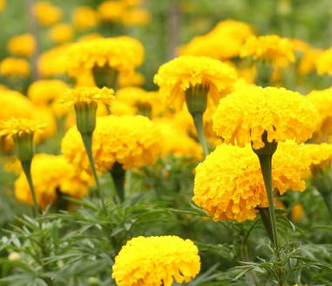 100x Edible Petite Marigolds – Tiny Blooms with Big Citrus Flavor
