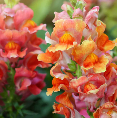 100x Edible Snapdragons – Bold Blooms with a Crisp Bite